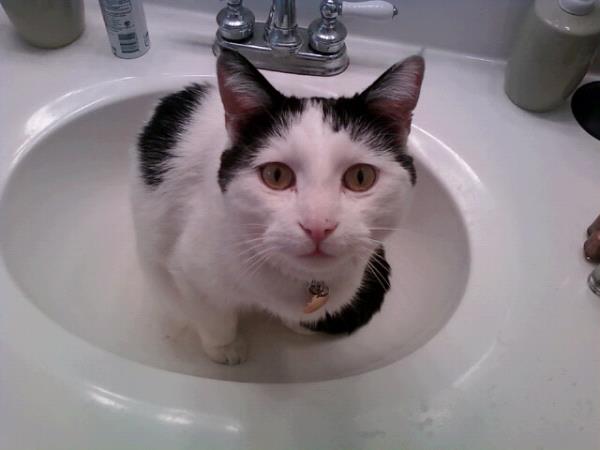 /Images/uploads/Humane Society of Utah/HSUCalendar/entries/1685thumb.jpg